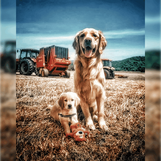 Products Pupvote Store products-pupvote-store